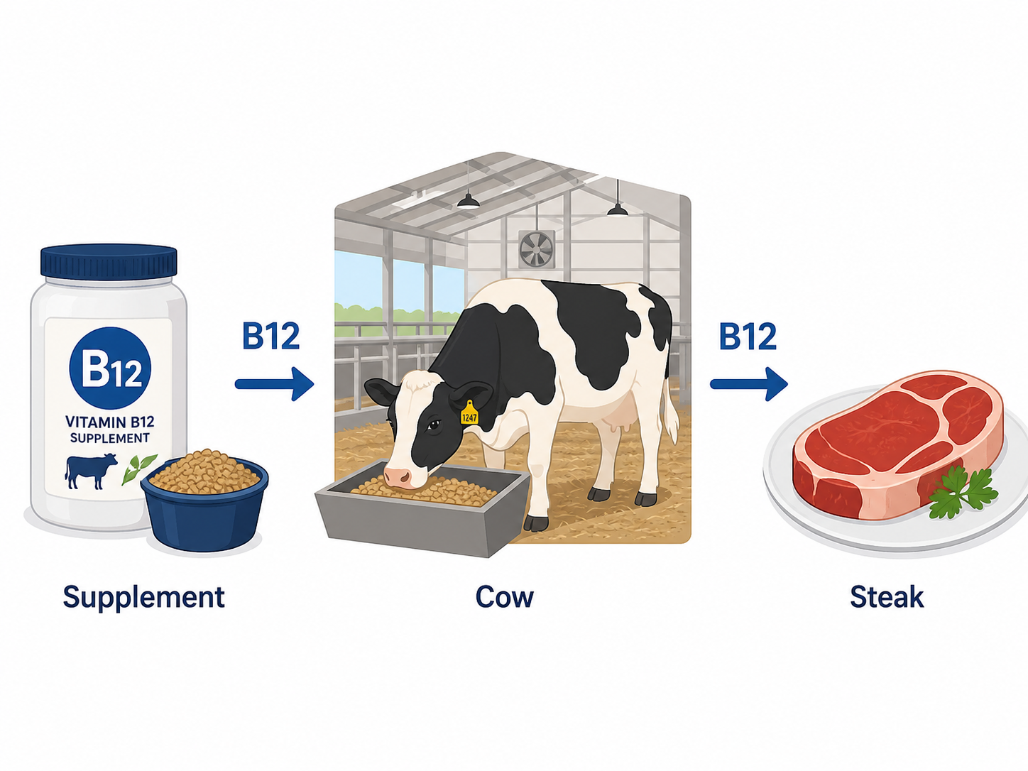 Infografik: B12-Supplement wird dem Tierfutter zugegeben, die Kuh frisst es im Stall, danach landet B12 im Steak – der indirekte Weg des Vitamins zum Menschen