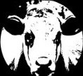Tierrechtslehrer – Unterrichtsmaterialien
